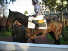 auteuil 5-6112005 gondleen2.jpg