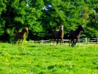Yearlings pouliches par Liver Song & Sabiango.jpg