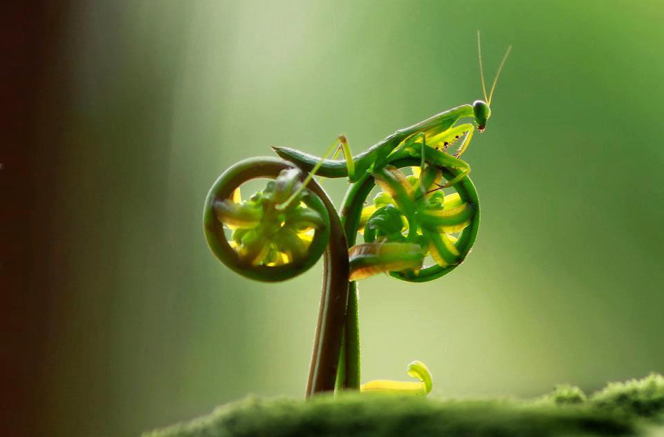 Mantis on natural bike.jpg