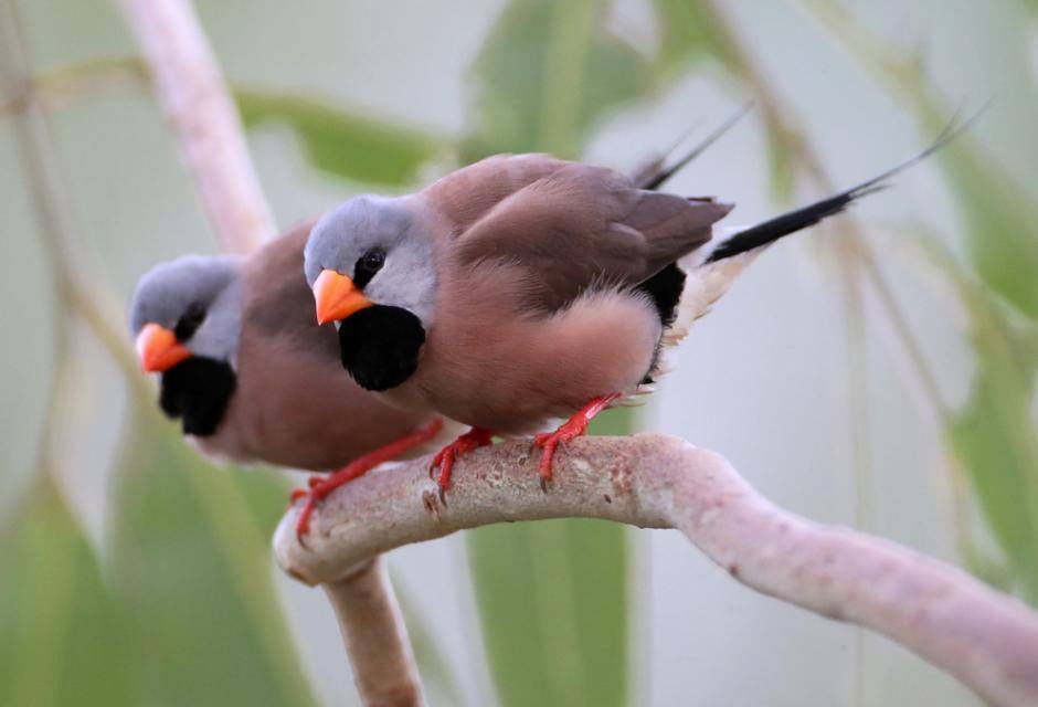 LONG TAILED FINCHES.jpg