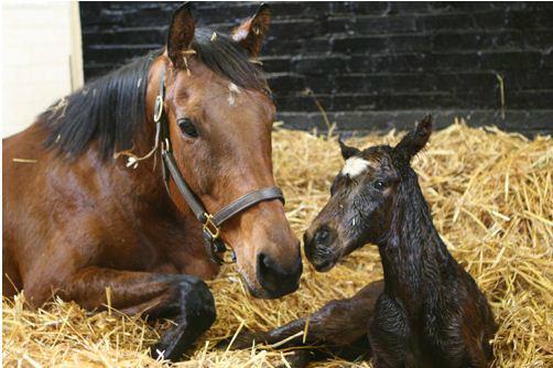 Midday's first foal.jpg