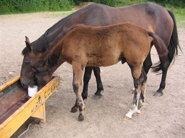 poulinires 2008 003.jpg