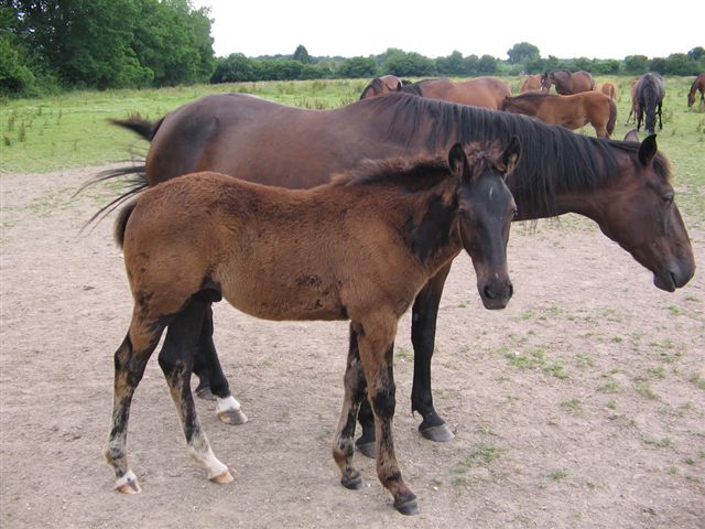 poulinires 2008 009.jpg