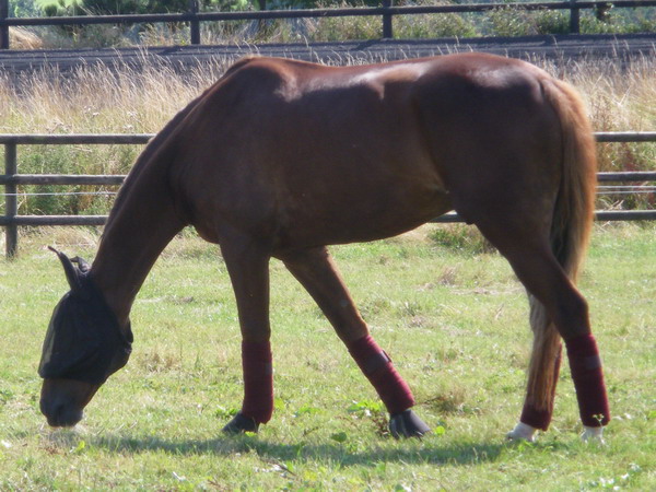 bazire et souloy 2013 030.jpg