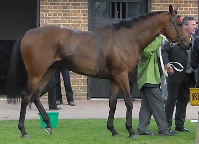 2000Guineas 3 MAKFI 6.jpg