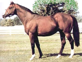 Northern dancer.jpg