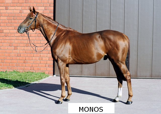 monos3.jpg